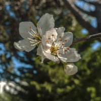 Симферополь,цветы  весны :: Валентин Семчишин
