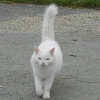 Белая кошка. :: Иван Обожин