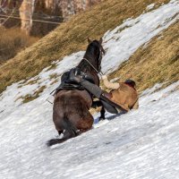 Неудачная попытка заехать на заснежнную гору. :: Анатолий. Chesnavik.