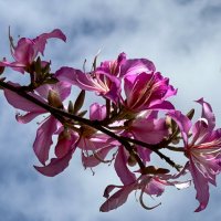 Баухиния- орхидейное дерево! :: Александр Деревяшкин