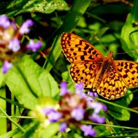 бабочки и цветы 42 :: Александр Прокудин