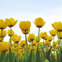 Жёлтые тюльпаны. :: Николай Николаевич 