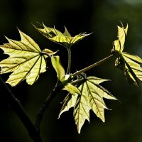 Лист кленовый, молодой... :: Валентина *