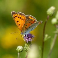 бабочки и цветы 52 :: Александр Прокудин