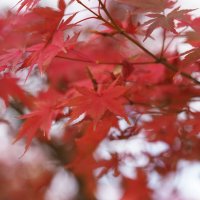 Acer Palmatum Японский красный клен осенью :: wea *