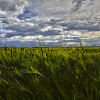 Пшеничное поле :: Яна Горбунова