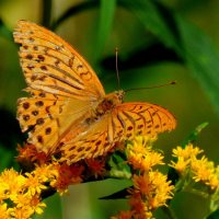 бабочки и цветы 65 :: Александр Прокудин