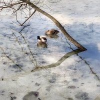 талая вода :: Валентина. .