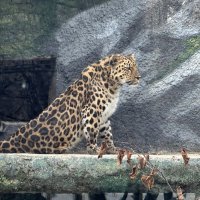 Дальневосточный леопард :: <<< Наташа >>>