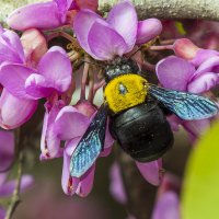 Пчела-плотник :: Alexander Amromin