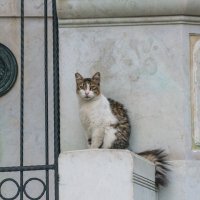Стамбульский кот :: Владимир Дар