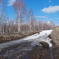 В апреле опасайтесь встречи с бешеным ёжиком! :-) :: Андрей Заломленков (настоящий) 