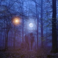 Ночная прогулка слоника и слонихи :: Свечение Язычество