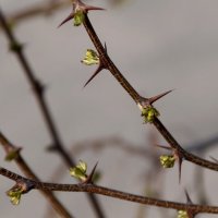 Колючая молодость (или молодость колючки) :: Павленко Михаил 