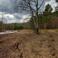 Весенний лес :: Денис Бочкарёв