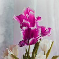 Мартовские тюльпаны :: Olga Kaynova