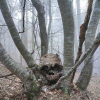 Духи леса 2 :: Сергей Яворский