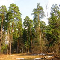 В апрельском лесу :: Андрей Снегерёв