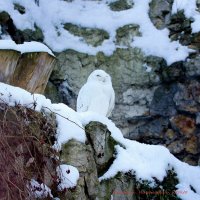 Белая полярная сова. :: Николай Николаевич 
