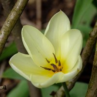 Апрельский тюльпан :: Николай Гирш
