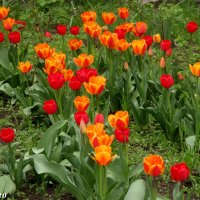 Хороши весной в саду цветочки!.. :: Нина Бутко