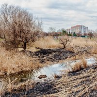 У речушки водоема.. :: Юрий Стародубцев