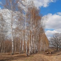 Берёзы, белые подруги.. :: Андрей Заломленков (настоящий) 