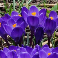 Фиолетовые краски весны :: Лидия Бусурина
