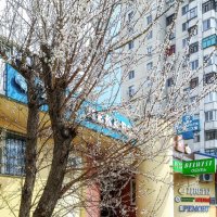 В Белгороде зацвели деревья :: Игорь Сарапулов