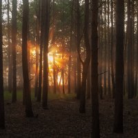 Ранним утром в лесу. :: Сергей Татаринов