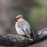 Свиристель. :: Вадим Басов