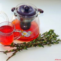 Пейте весной чай из вишнёвых веточек! :: Андрей Заломленков (настоящий) 