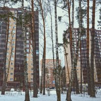 Высокие дома за высокими деревьями. :: Александра Климина