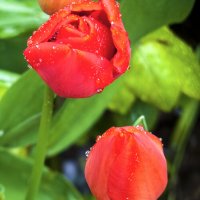 Тюльпаны после дождя :: Валентин Семчишин