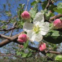 "Яблони в цвету, весны творенье..." :: Galaelina ***