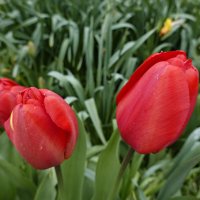 ...Красные тюльпаны - шёлковые чаши, По весне лазурной нет нежней и краше; :: Galina Dzubina