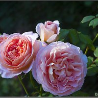"Розовые розы июльским утром." :: Александр Дмитриев