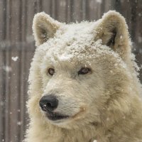 волк в снегу :: аркадий 