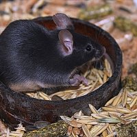 Капюшончатая крыса. :: Штрек Надежда 