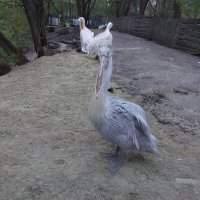 Кудрявый пеликан :: Ася Коршик