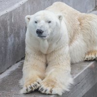 полярный медведь :: аркадий 