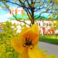 Монастырский тюльпан :: Александр Чеботарь