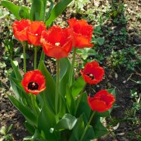 Бахромчатые тюльпаны :: Наиля 