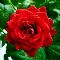 Прекрасная роза :: Вера Щукина