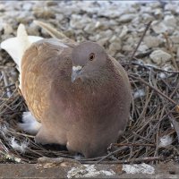 Голубь на гнезде :: Сеня Белгородский