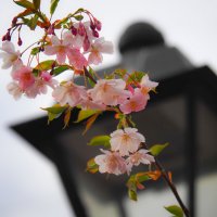 Из серии "Когда цветёт сакура" :: Магомед .