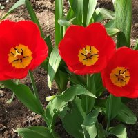 Первые тюльпаны в саду :: Ольга Довженко
