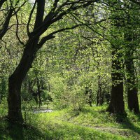 Весенние зарисовки :: Маргарита Батырева