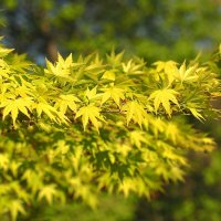 Японский клён весной Клён дланевидный Acer palmatum :: wea *