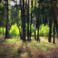 В весеннем лесу... :: Владимир Шошин